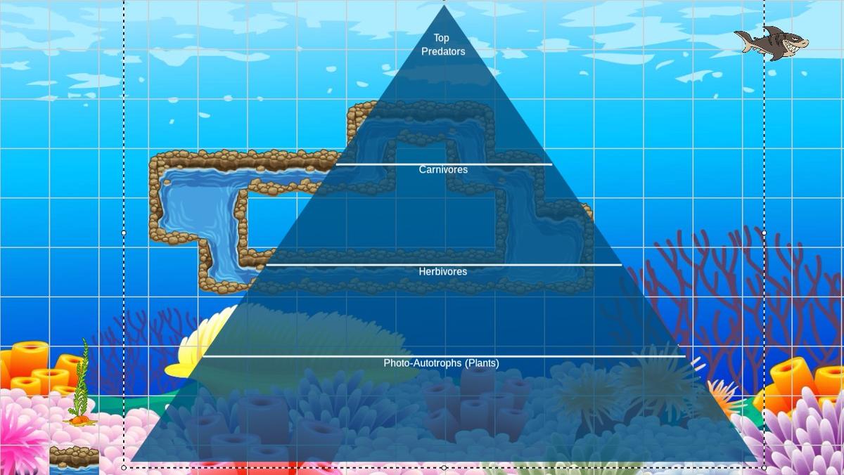 Ocean Ecological Pyramid