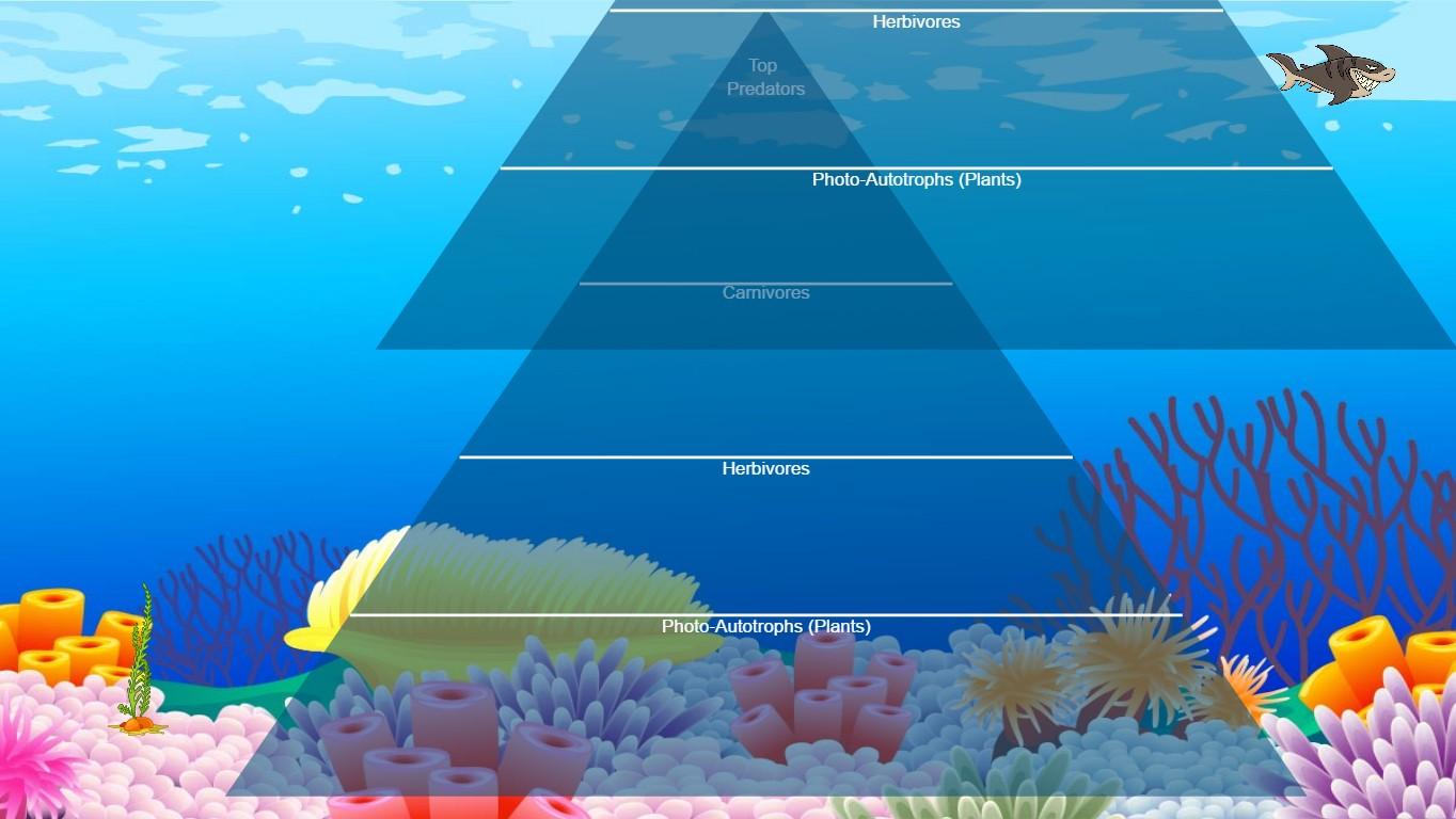 Ocean Ecological Pyramid