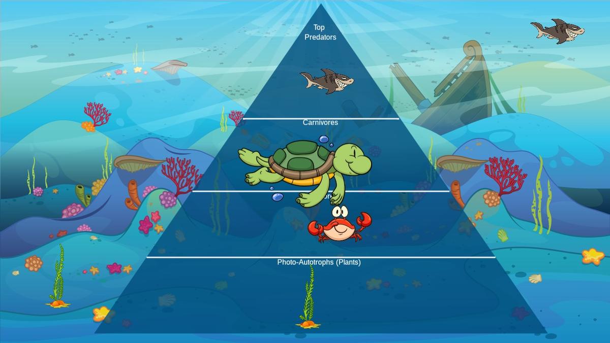 Ocean Ecological Pyramid