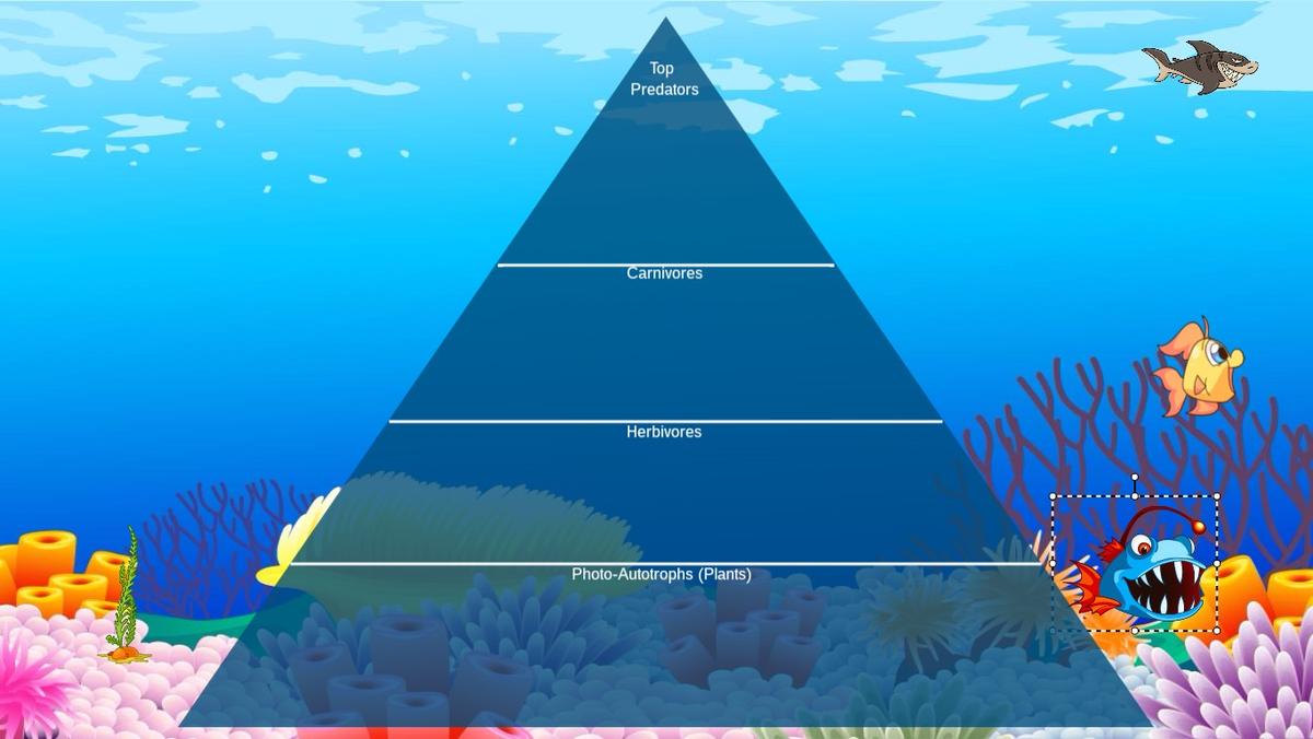 Ocean Ecological Pyramid