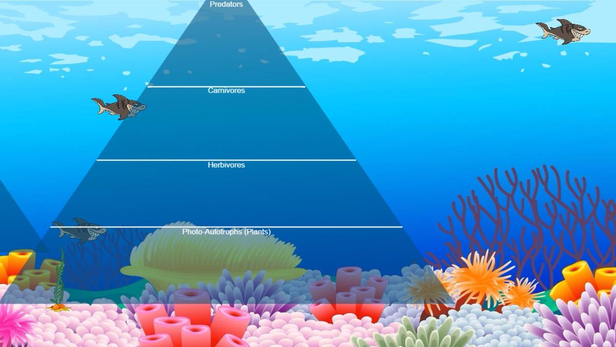 Ocean Ecological Pyramid