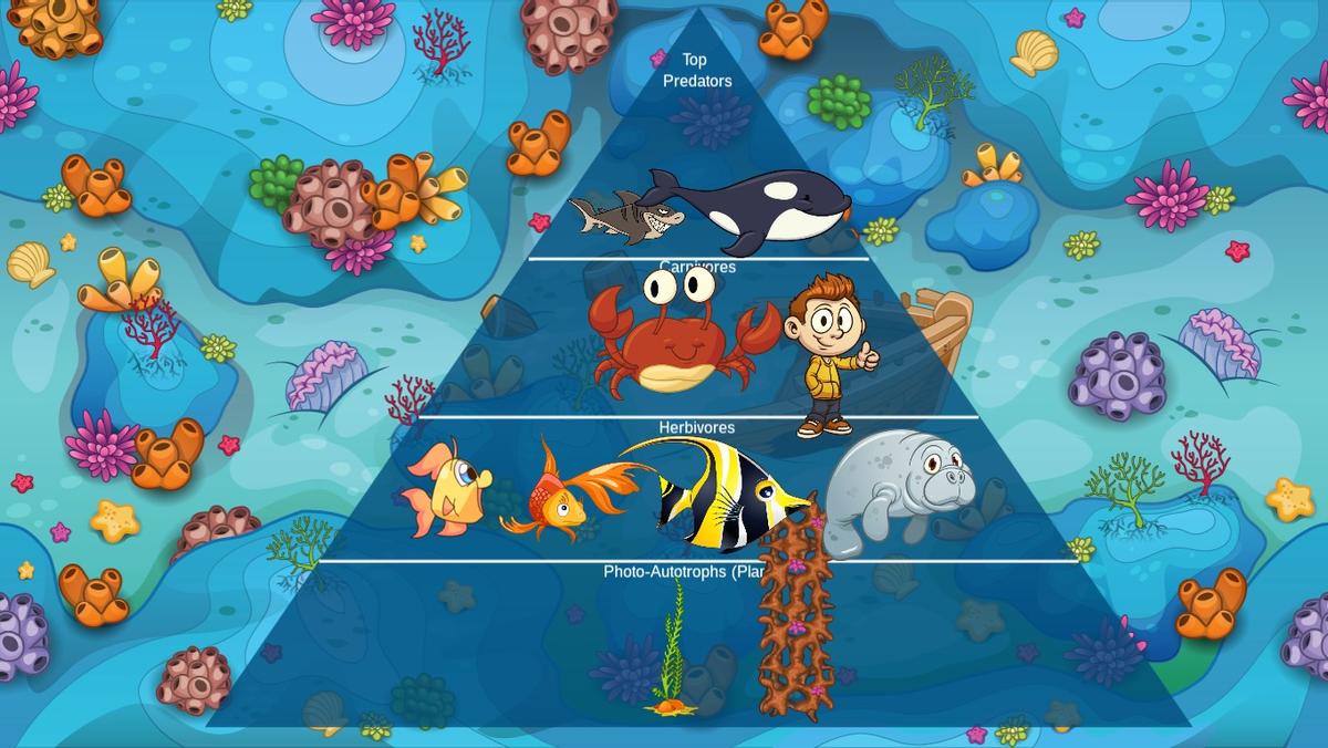 Ocean Ecological Pyramid