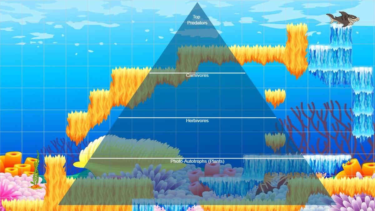 Ocean Ecological Pyramid