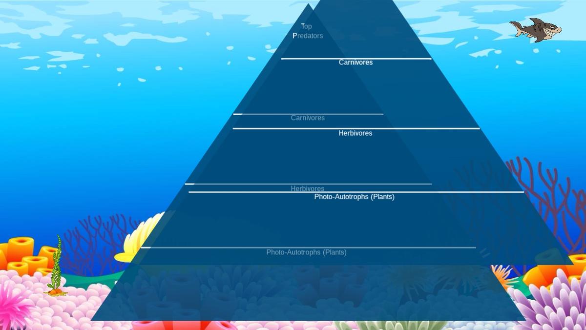 Ocean Ecological Pyramid