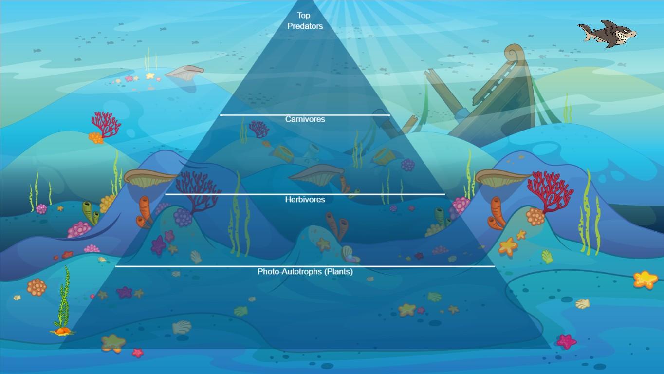 Ocean Ecological Pyramid