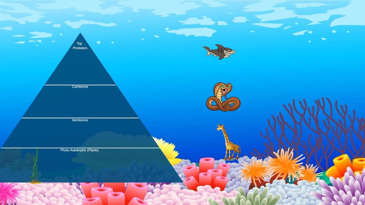 Ocean Ecological Pyramid