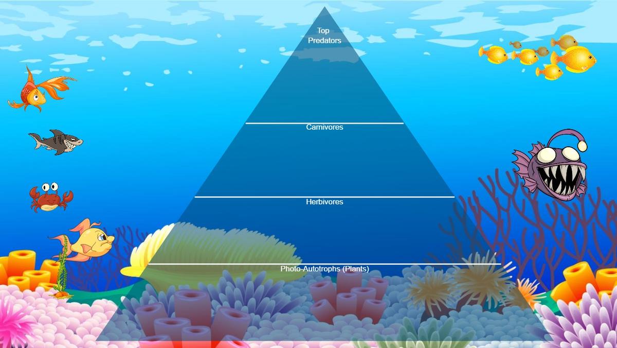 Ocean Ecological Pyramid