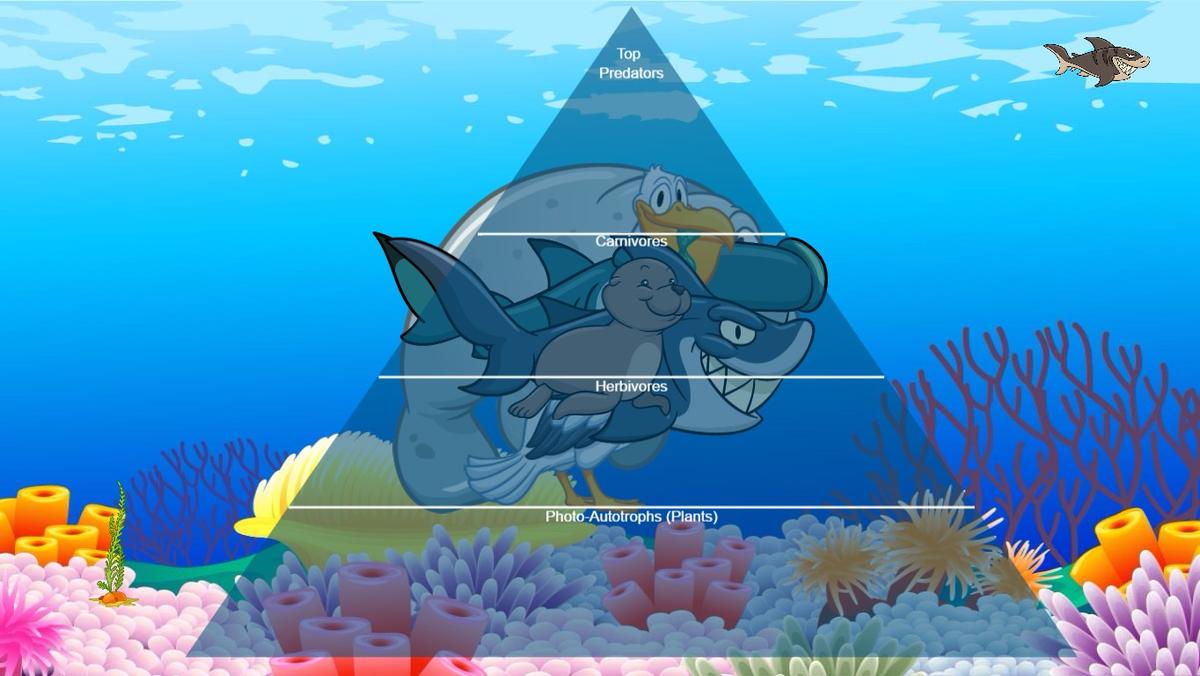 Ocean Ecological Pyramid