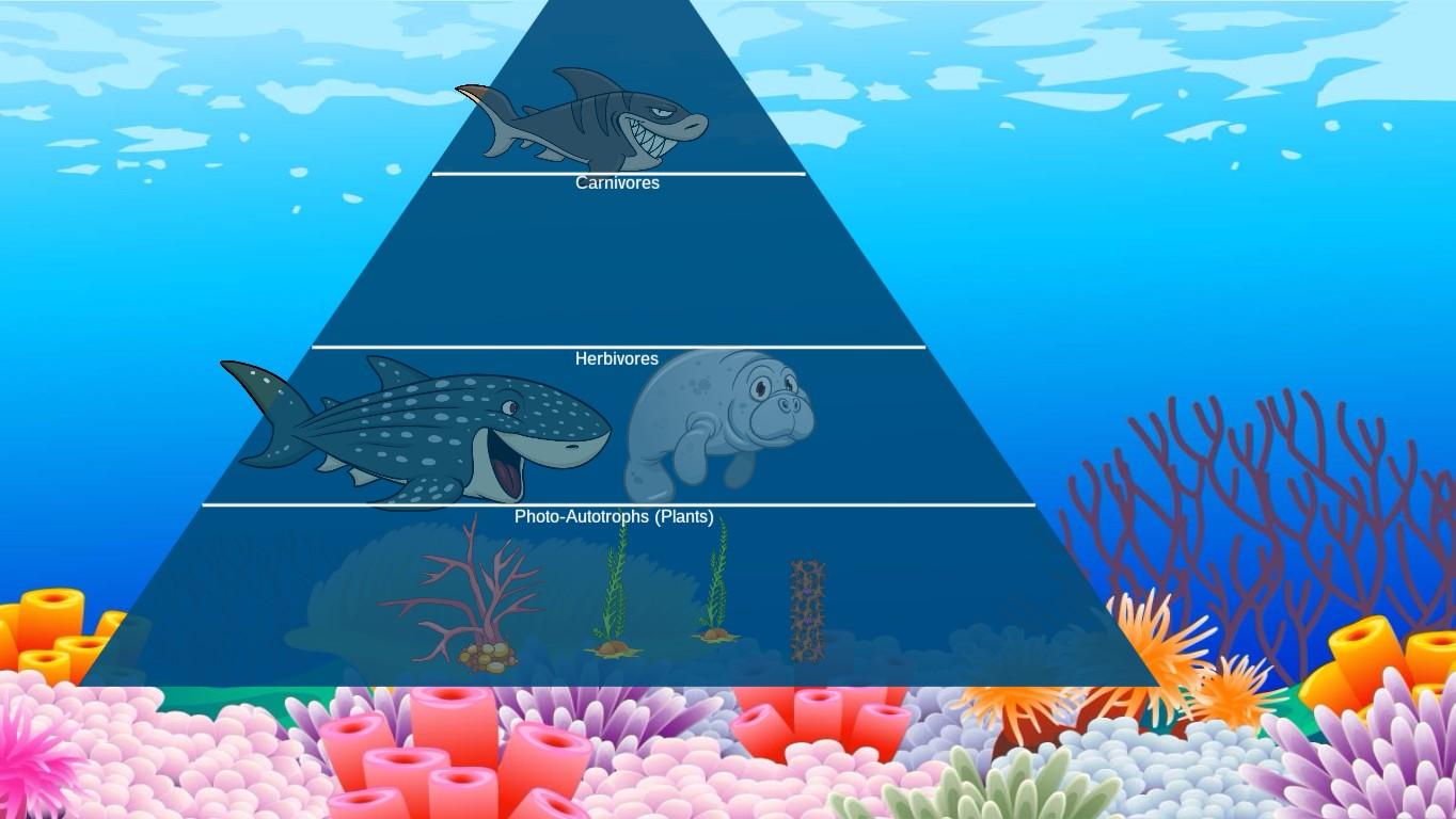 Ocean Ecological Pyramid