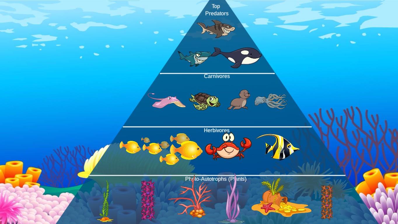 Ocean Ecological Pyramid