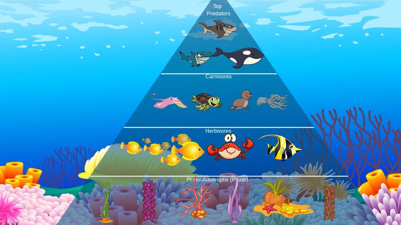 Ocean Ecological Pyramid