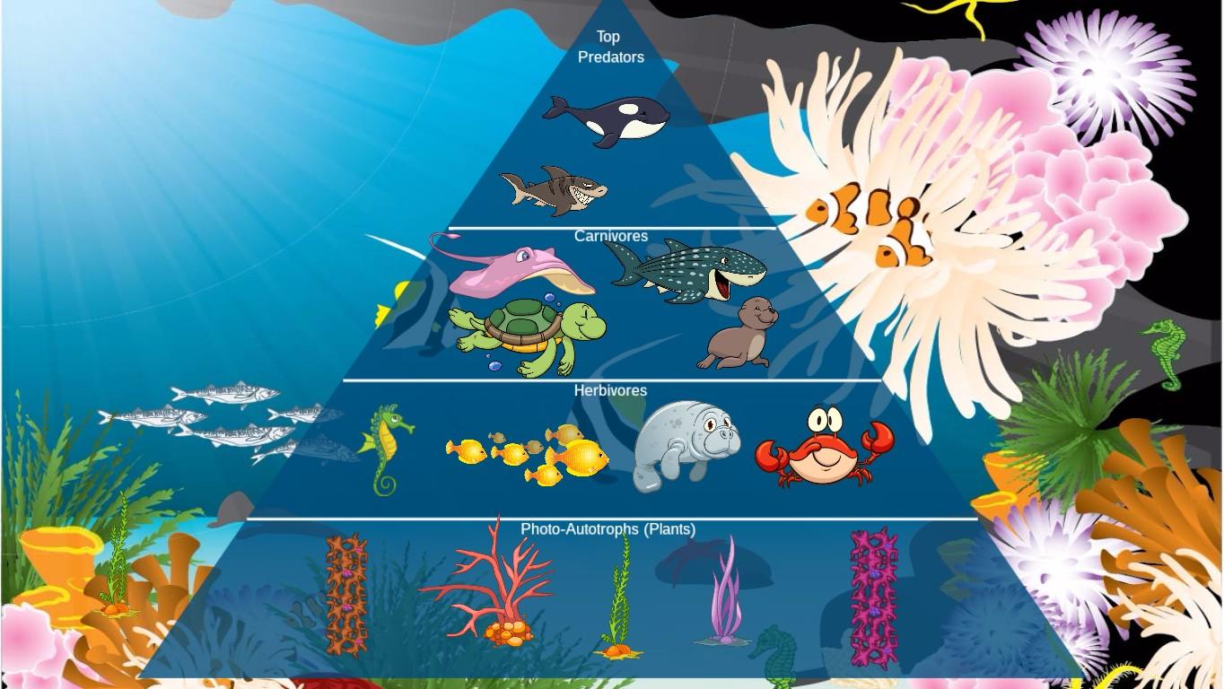 Ocean Ecological Pyramid