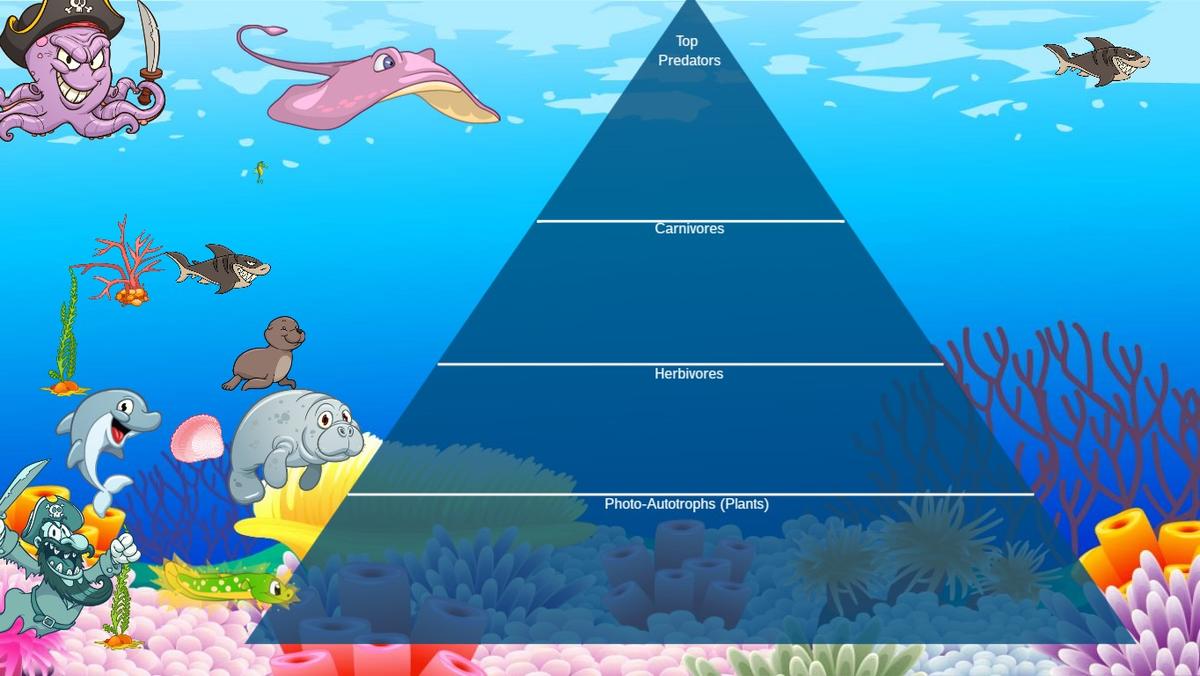 Ocean Ecological Pyramid