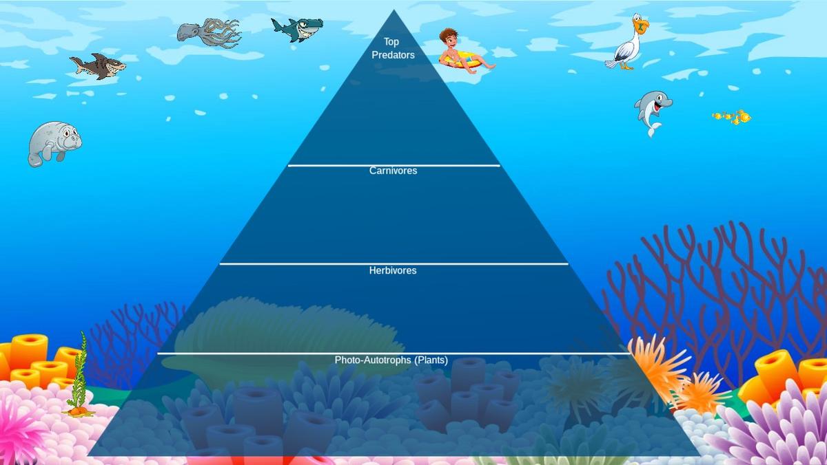 Ocean Ecological Pyramid