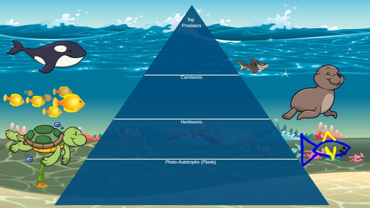 Ocean Ecological Pyramid