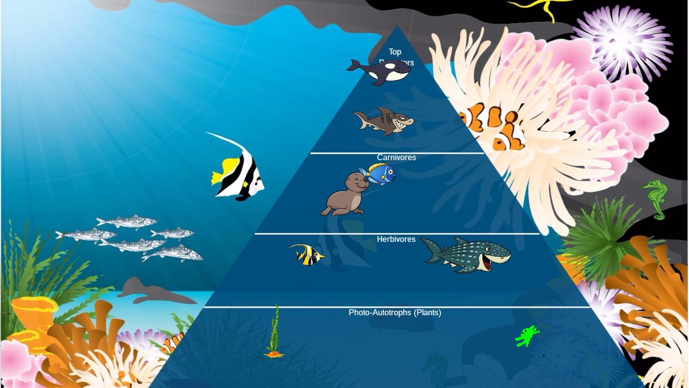 Ocean Ecological Pyramid