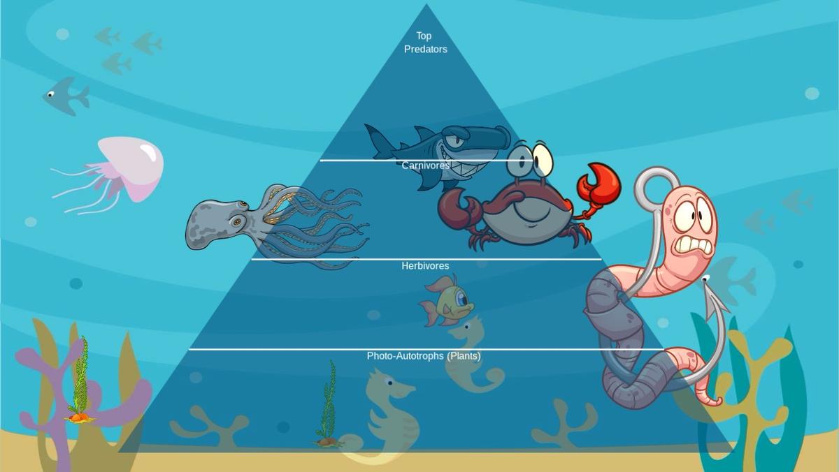 Ocean Ecological Pyramid