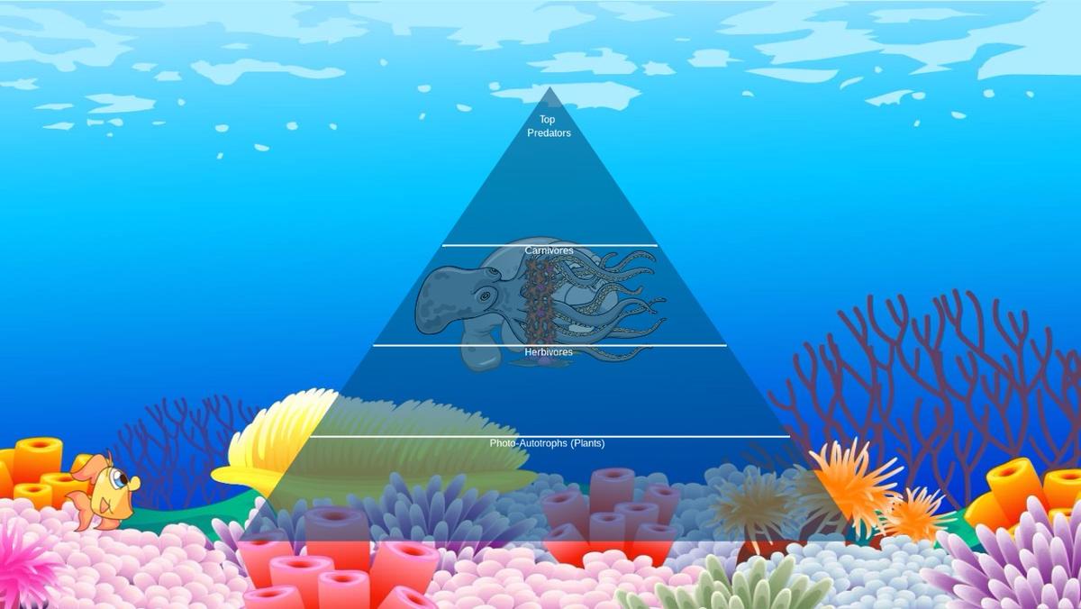 Ocean Ecological Pyramid