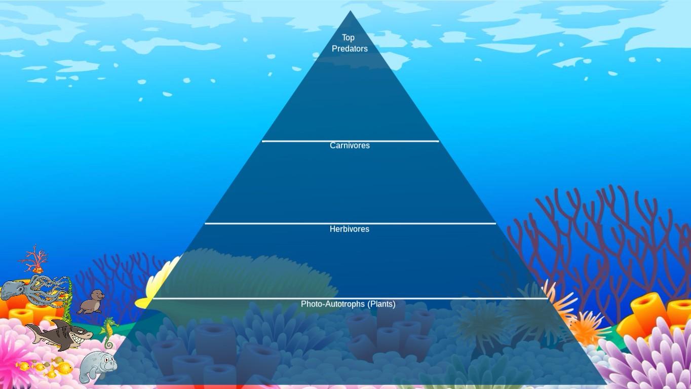 Ocean Ecological Pyramid