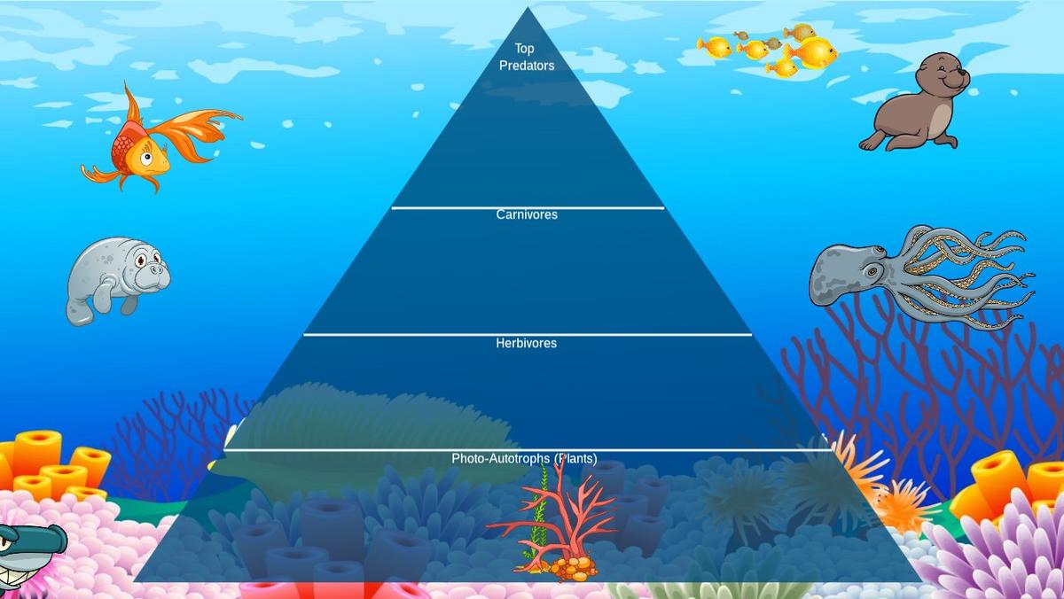 Ocean Ecological Pyramid