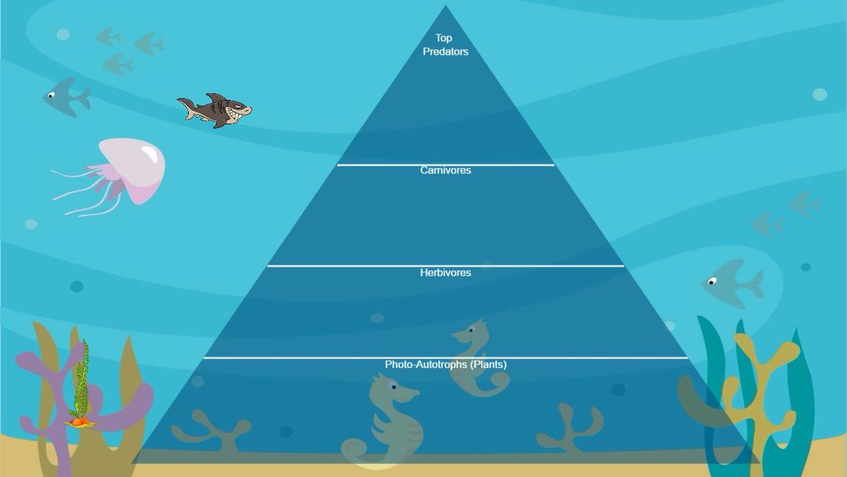 Ocean Ecological Pyramid