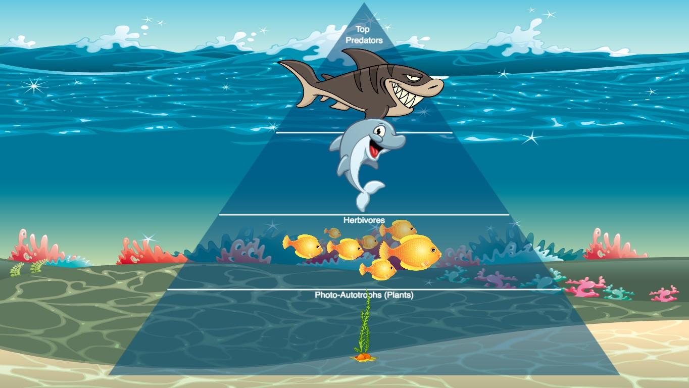 Ocean Ecological Pyramid