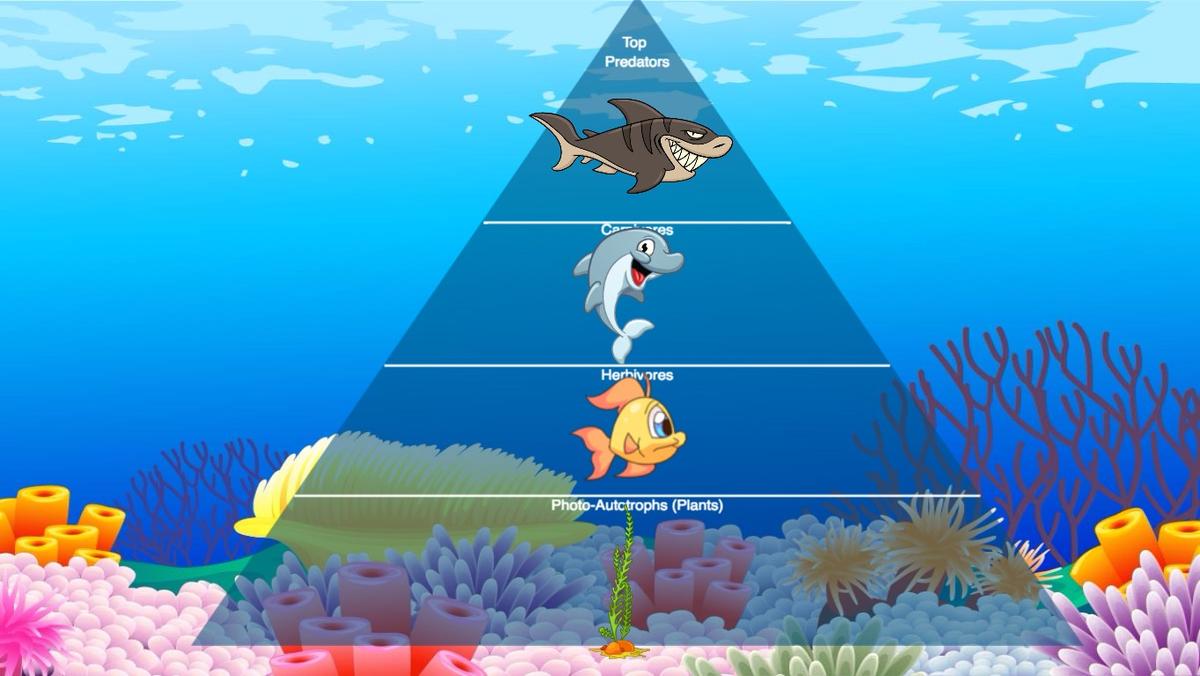 Ocean Ecological Pyramid