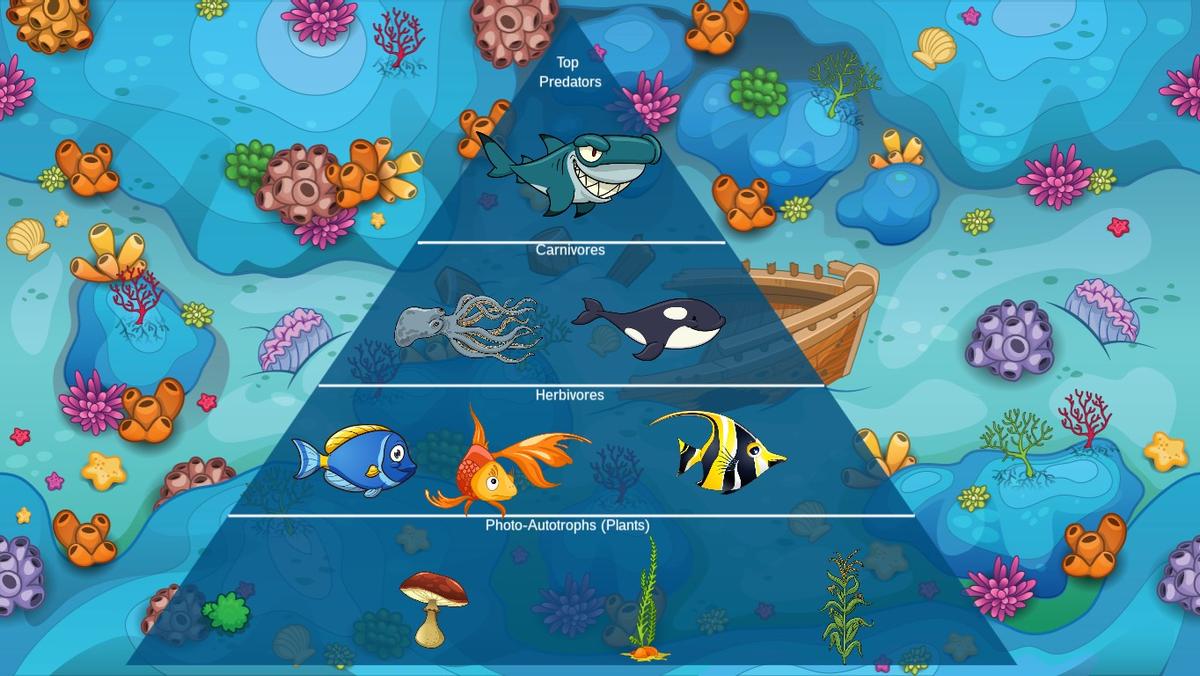 Ocean Ecological Pyramid