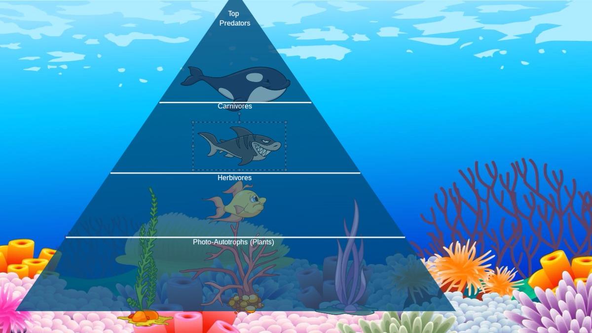 Ocean Ecological Pyramid