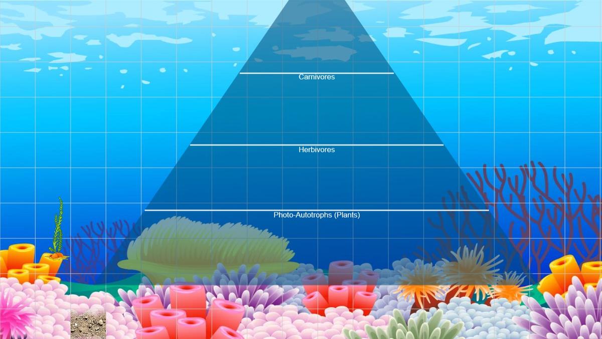 Ocean Ecological Pyramid