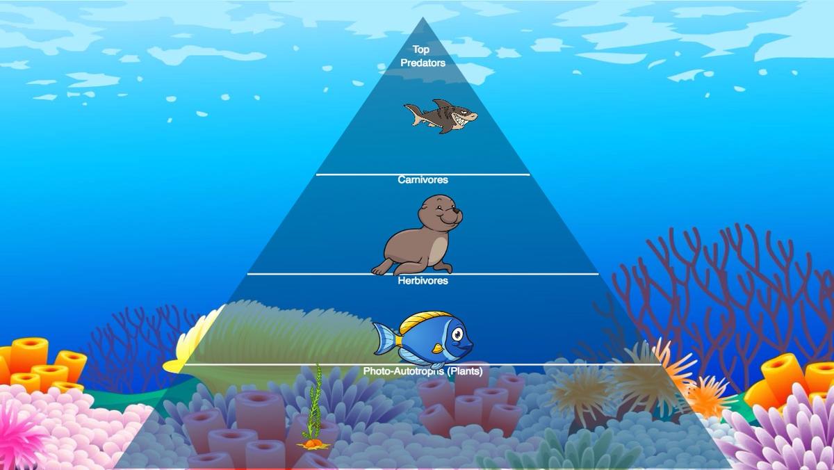 Ocean Ecological Pyramid