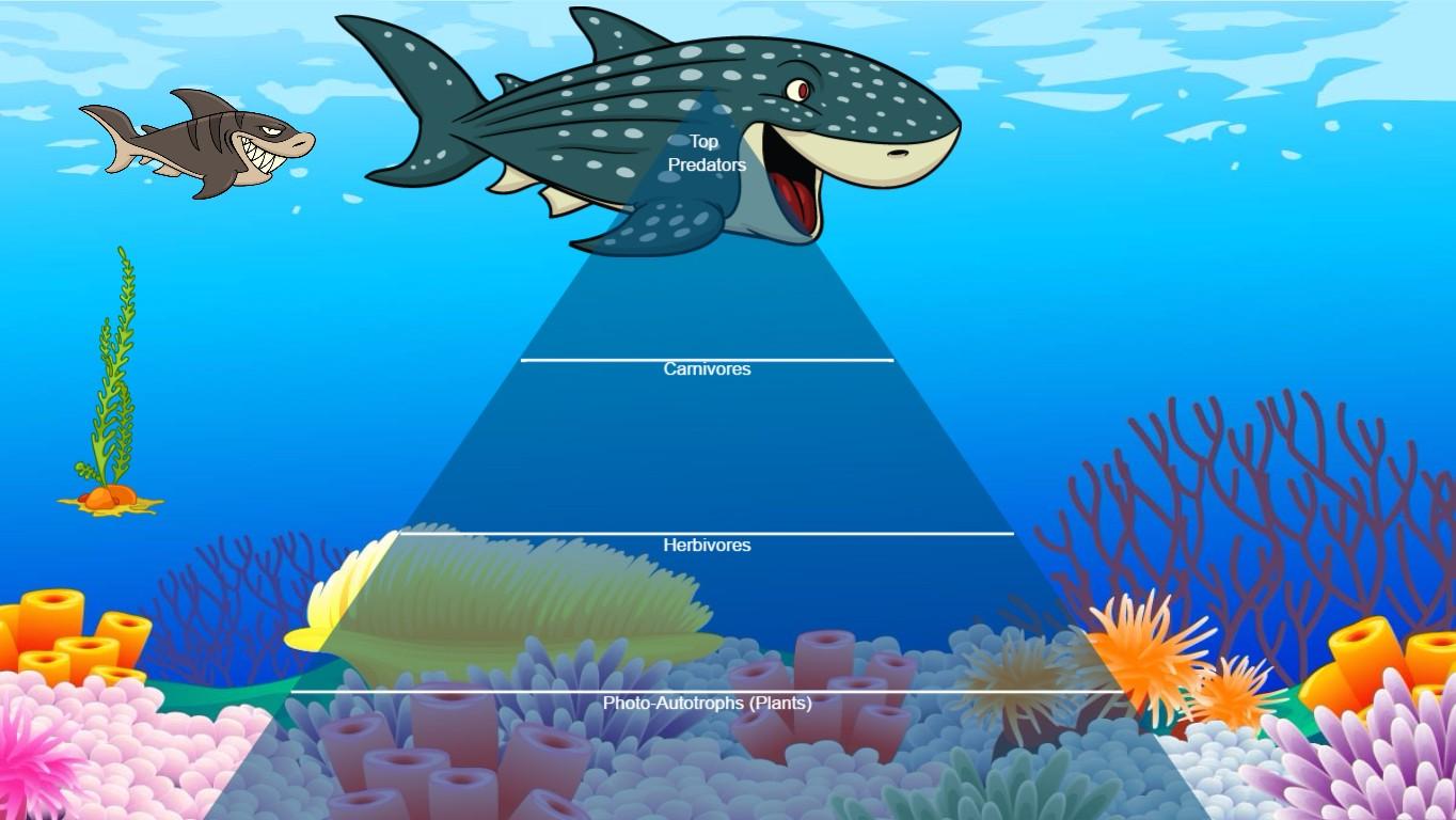 Ocean Ecological Pyramid