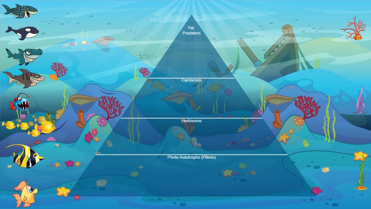 Ocean Ecological Pyramid