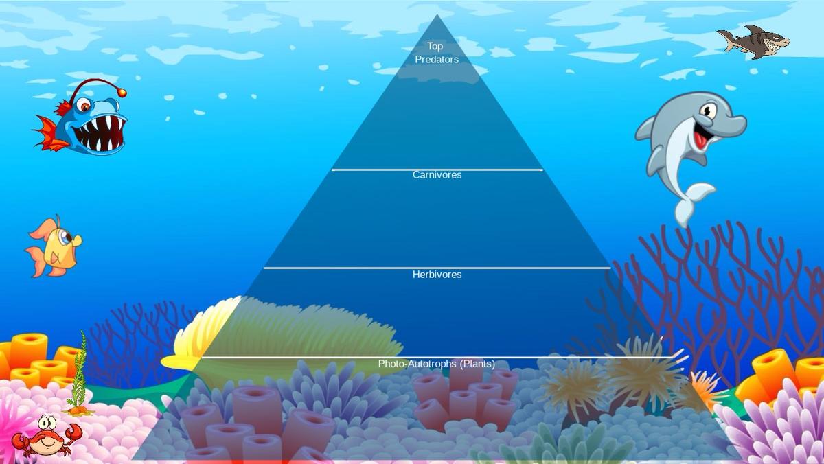 Ocean Ecological Pyramid