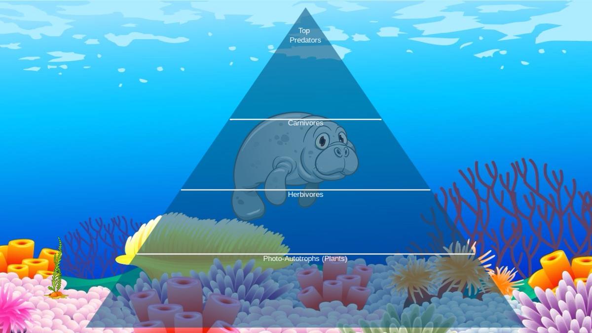 Ocean Ecological Pyramid