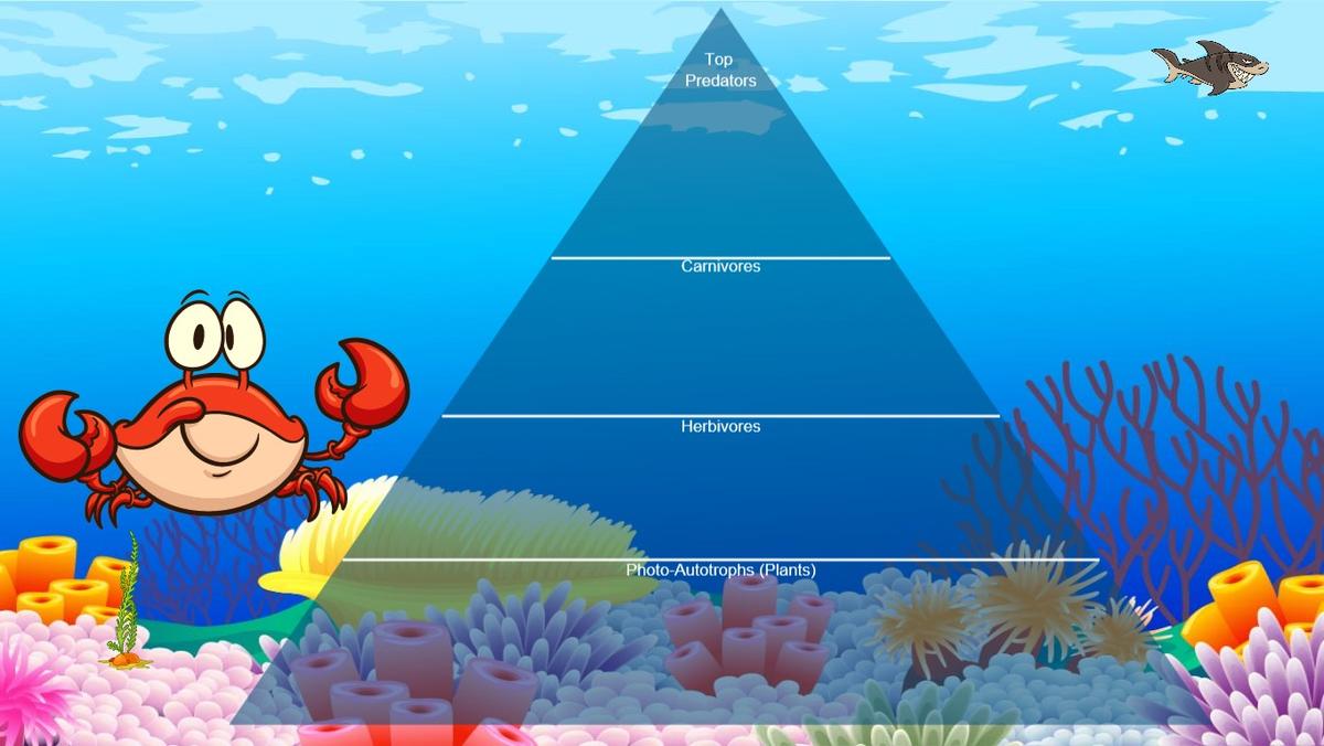 Ocean Ecological Pyramid