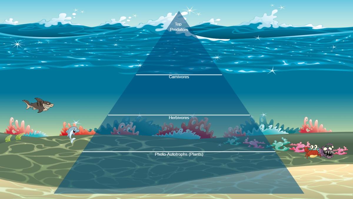 Ocean Ecological Pyramid