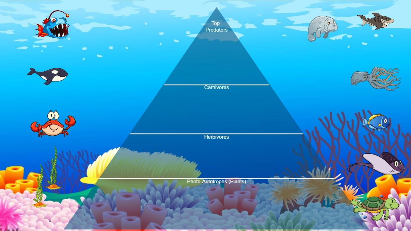 Ocean Ecological Pyramid