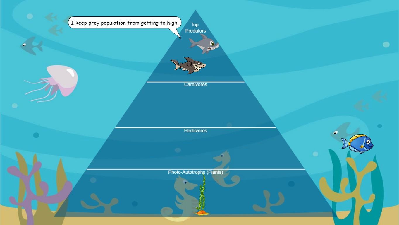 Ocean Ecological Pyramid