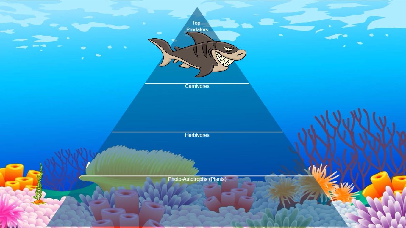 Ocean Ecological Pyramid