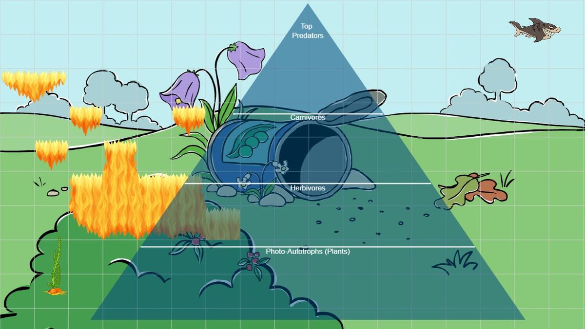 Ocean Ecological Pyramid