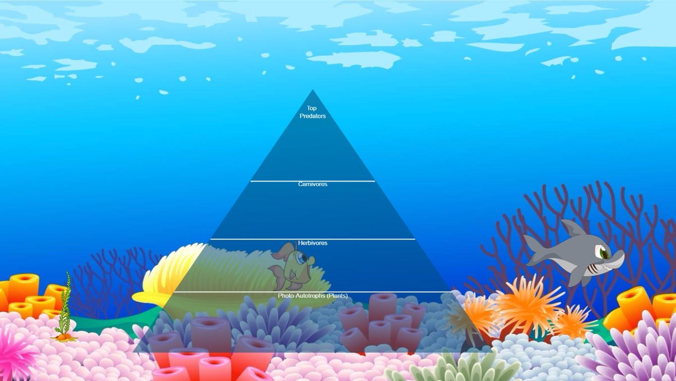 Ocean Ecological Pyramid