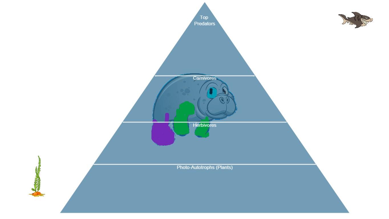 Ocean Ecological Pyramid