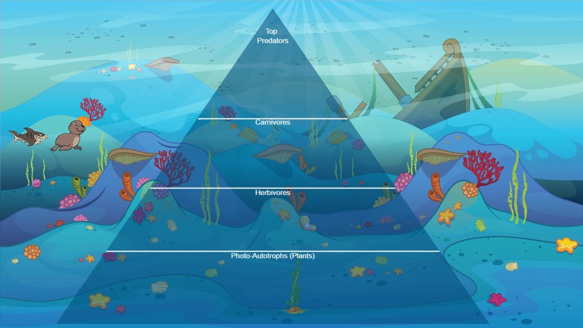 Ocean Ecological Pyramid