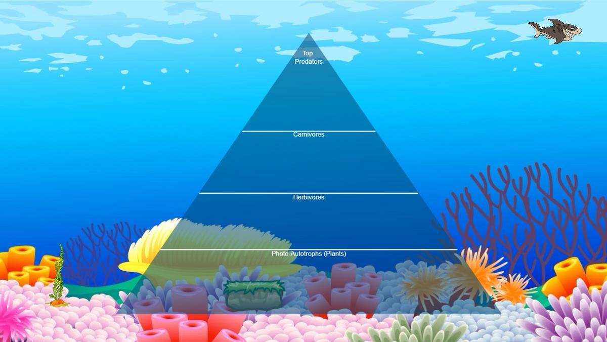 Ocean Ecological Pyramid