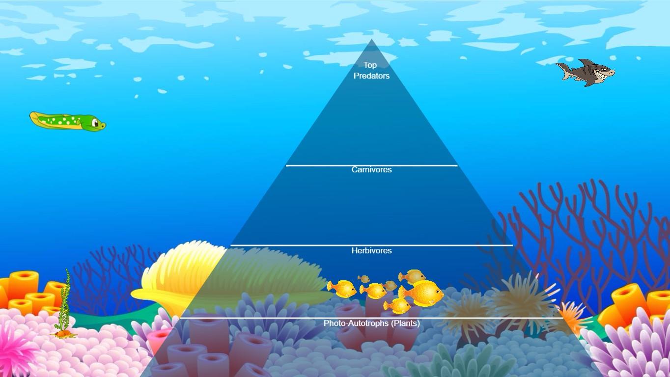 Ocean Ecological Pyramid