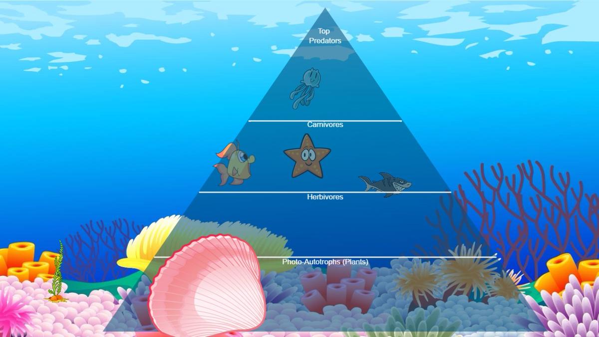 Ocean Ecological Pyramid