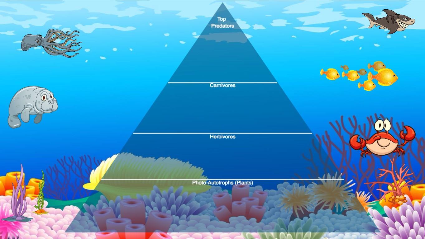 Ocean Ecological Pyramid