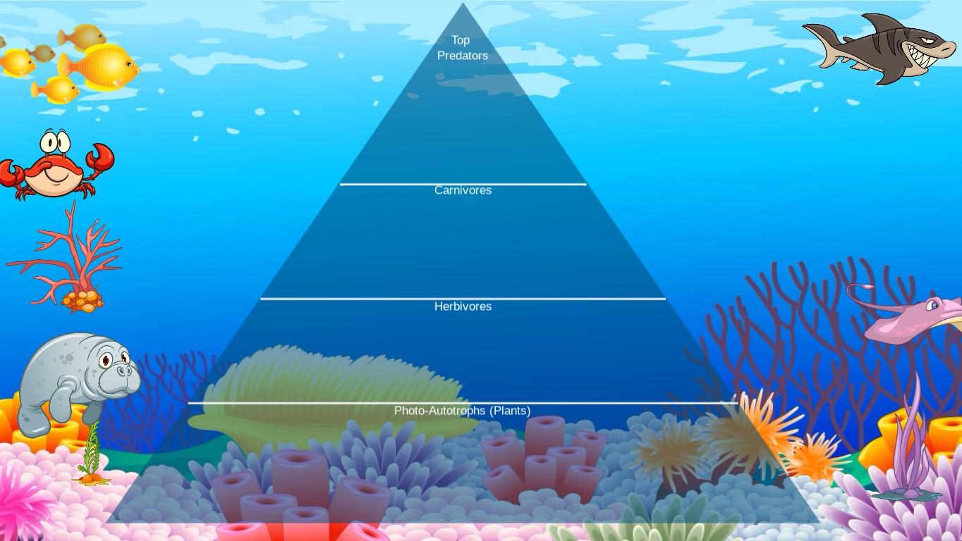 Ocean Ecological Pyramid