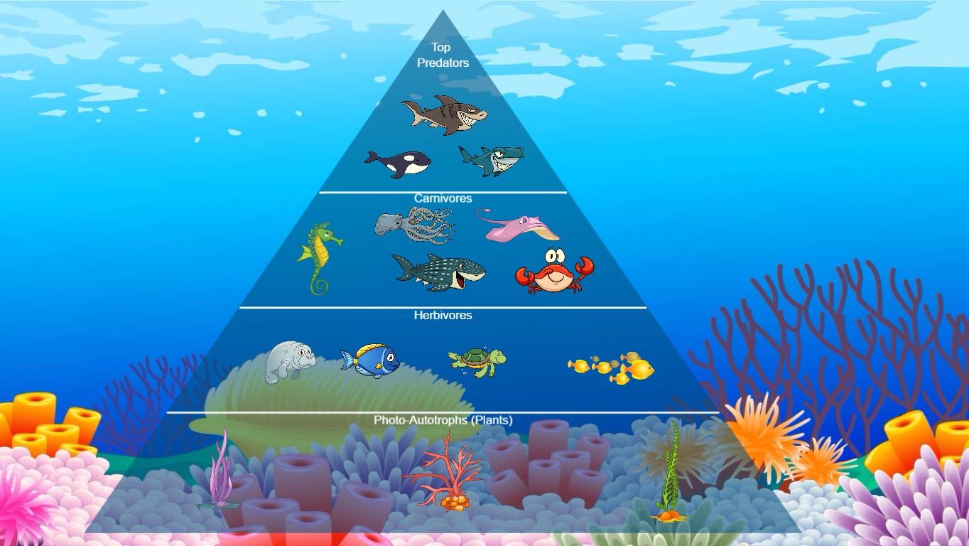 Ocean Ecological Pyramid